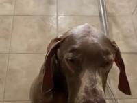 Psi prysznic