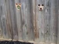 Psy sąsiada zawsze czujne