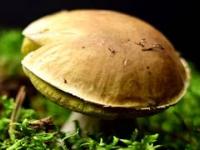 Jak rośnie grzyb Borowik? Obserwacja wzrostu
