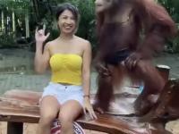 Sesja zdjęciowa z orangutanem