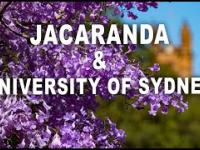 Jacaranda – Sydney w rozkwicie