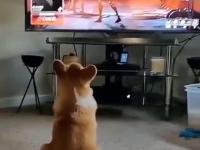 Pies czujnie obserwuje grę