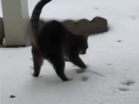 Kot pierwszy raz na śniegu
