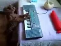 Muzykalny pies