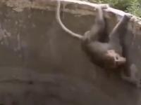Małpka wyciąga pomocny ogon