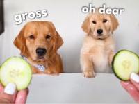 Psi eksperyment z jedzeniem