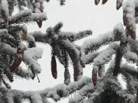 Pierwszy śnieg w Bydgoszczy - 4 stycznia 2021