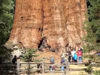 10 Największych drzew na świecie