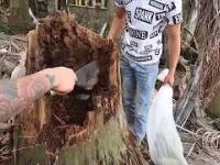 Eksmisja kobry królewskiej ze 100-letniej palmy kokosowej