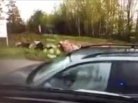 Fińska policja nie cacka się przy pościgu