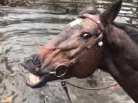 Koń zrelaksował się w wodzie