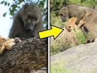 Dlaczego Małpy Kradną MAŁE LWY