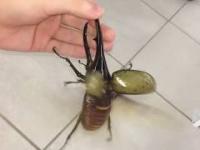W Szczebrzeszynie chrząszcz brzmi w trzcinie