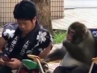 Małpa z swoim ziomkiem