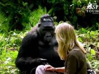 Niesamowite spotkanie człowieka z dzikim gorylem