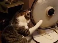 Kot, który uwielbia wiatrak