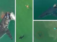 Niesamowite nagranie rekinów z drona