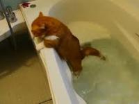 Koty kontra woda Cats vs water Funny video
