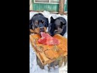 Pantera oraz pies dzielą się obiadem