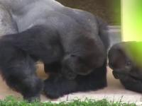 Tata goryl wraz z swoim synem podziwiają gąsienicę