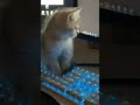 Kotek próbuje rozszyfrować tajemniczy kod
