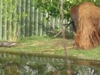 Orangutan przegania kijem wydry