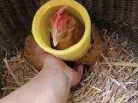 Rolnik kradnie jajka kurze, która je dzielnie wysiaduje