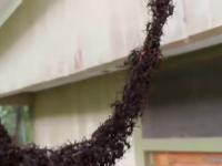 Mrówki budują most z samych siebie by dostać się do larw