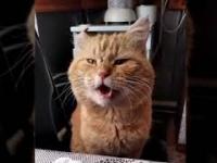 Kot, który potrafi śpiewać