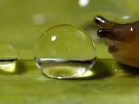 Jak ślimaki piją wodę