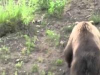 Orzeł próbuje upolować niedźwiedzia