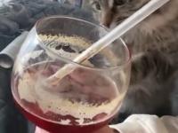 Jak zryć kotu psyche drinkiem ze słomką?