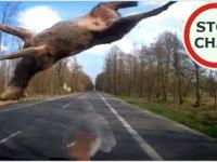 Uwaga! Zwierzęta na drodze