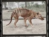 Koloryzowane nagranie ostatniego znanego żyjącego tygrysa tasmańskiego