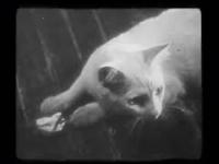 Trochę historii - The Private Life of a Cat (ca. 1945)