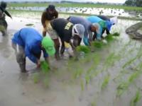 Rolnicy sadzący ryż ręcznie