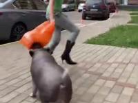 Czelabiński pitbull atakuje