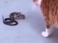 Kot z refleksem i jego konfrontacja z wężem