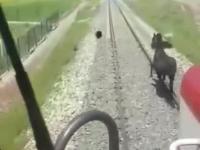 Czasami konie mogą być szybsze od pociągów
