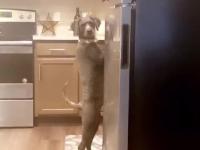 Pies przyłapany w kuchni