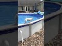Ten pies ma swój sposób na wyjście z basenu