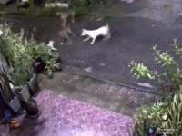 Kot ratuje innego kota przed czterema psami