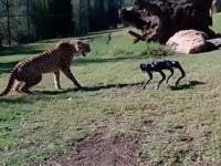 Gepard spotyka Robodoga