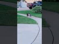 Pies wyprowadza psa na spacer 