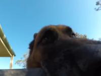 Pies kradnie kamerę