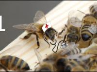Jak dzikie pszczoły miodne leczą się z chorób? -  Mechanizmy ofensywne