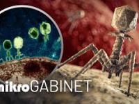 Bakteriofagi, czyli zjadacze bakterii | mikroGABINET