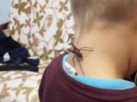 Wielki pająk znaleziony w mieszkaniu, bawi się razem z dziećmi