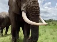 Słoń z dobrym humorkiem