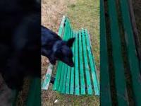 Pies skacze przez ławkę, w ramach treningu. 